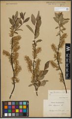 Foto von Salix starkeana Willd.